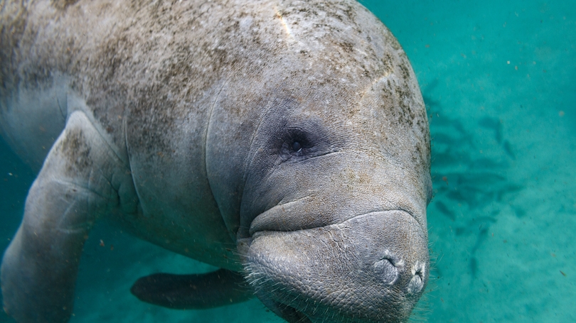 Photo of a gray manatee in teal water